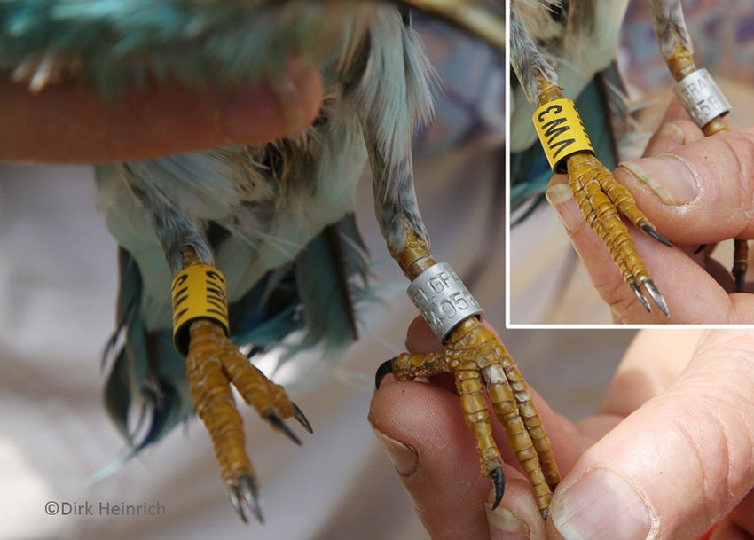 Модрорана (Coracias garrulus)