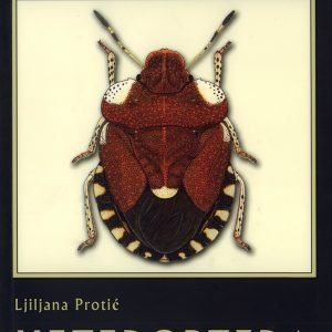 Heteroptera