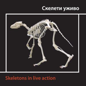 Скелети уживо = Skeletons in live action